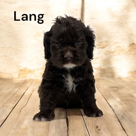 puppy, for, sale, Cocker Spaniel, Joe & Cherri  Overlease, dog, breeder, Miller, MO, dog-breeder, puppy-for-sale, forsale, nearby, find, puppyfind, locator, puppylocator, aca